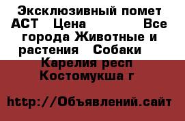 Эксклюзивный помет АСТ › Цена ­ 30 000 - Все города Животные и растения » Собаки   . Карелия респ.,Костомукша г.